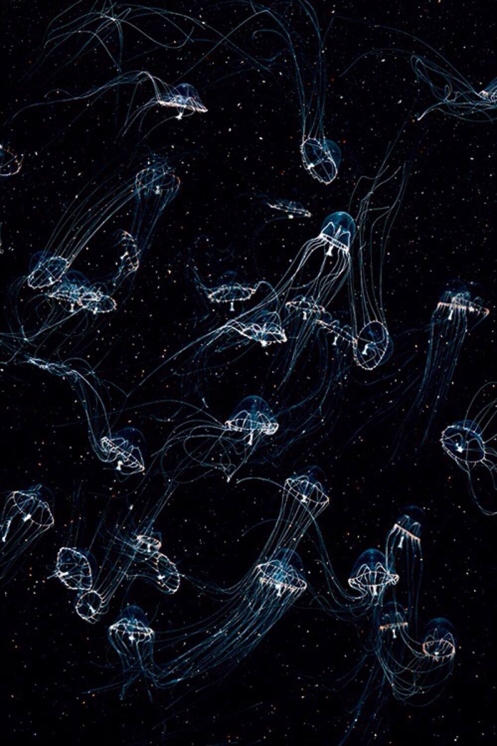 生物壁纸手机版角落生物壁纸高清-第2张图片-太平洋在线下载