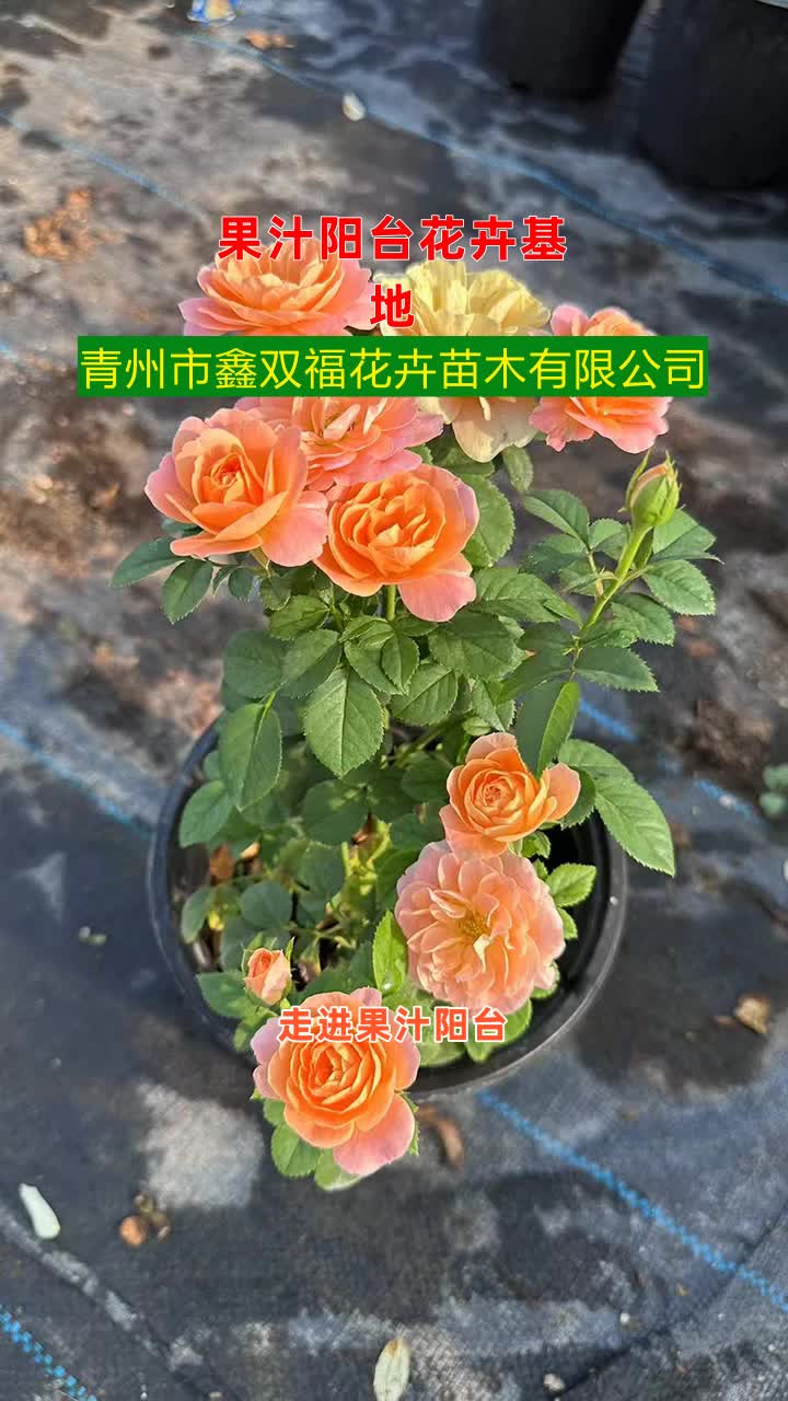 环球苗木网手机版1688外贸订单网-第2张图片-太平洋在线下载