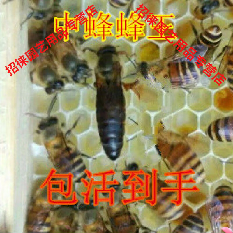 女蜂王苹果版蜂王蜜蜂科膜翅目-第2张图片-太平洋在线下载