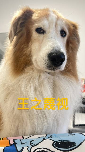 oozx电影手机版qx电影网站免费电影在线观看国语版